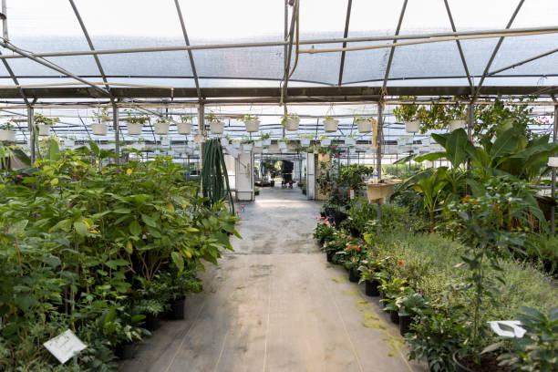 istock Plants inside of a greenhouse 1171197580