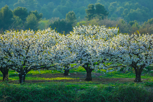 Cherry orchard in spring bloom in Provence, France