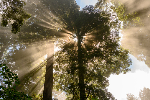 Sunrays through the redwood forest.