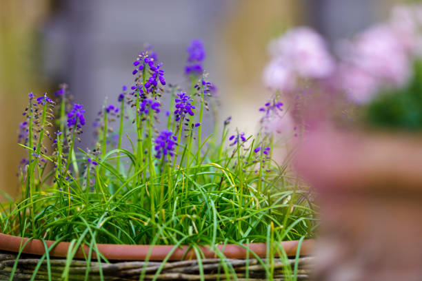 Potted flowers by a rustic window in the town of Lacoste in Provence, France