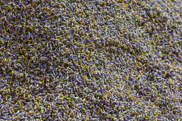 Produce market with lavender  in the town of Bonnieux in Provence, France
