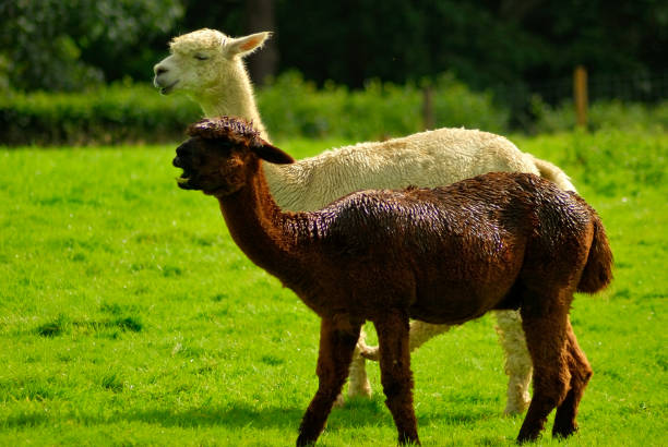 istock A pair of Alpaca's share a joke 1171204622