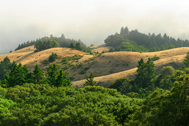 istock Misty landscape with forested mountains San Francisco, California 1171205658