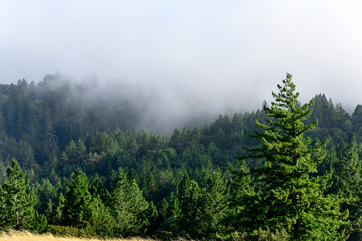 Forested landscape with misty fog.