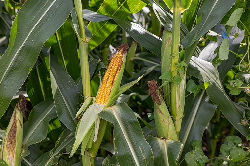 The stems of unripe corn crops in the field