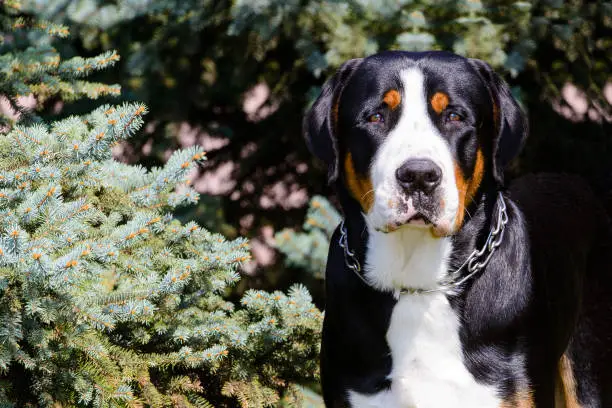 The Greater Swiss Mountain Dog with collar is in the city park.