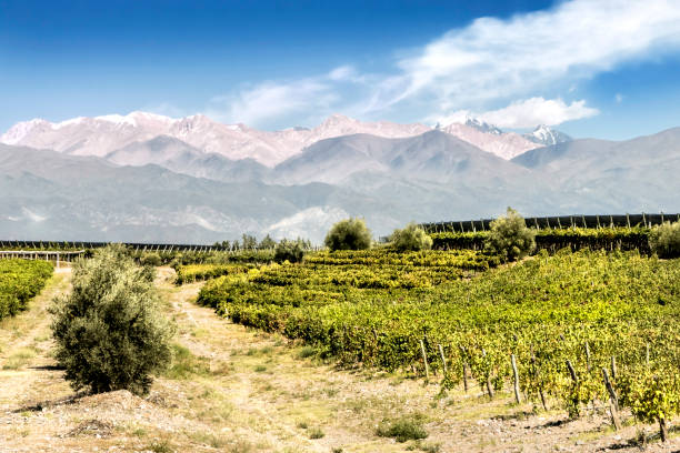남미 포도원, 멘도사, 아르헨티나. - agriculture winemaking cultivated land diminishing perspective 뉴스 사진 이미지