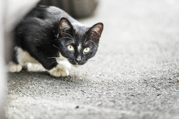 istock Homeless cat is hiding under the car 1171213675