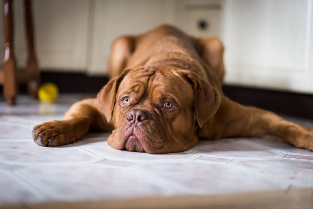 bordeaux dog is laying on the ground in the apartment