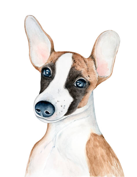 illustrations, cliparts, dessins animés et icônes de whippet (chien de rupture) portrait de caractère de chiot avec de grandes oreilles drôles. couleur de brindle blanche et rouge avec le masque noir. peinture graphique à l'aquarelle dessinée à la main, élément découpé pour le design, l'impression,  - humor pets loving vertical