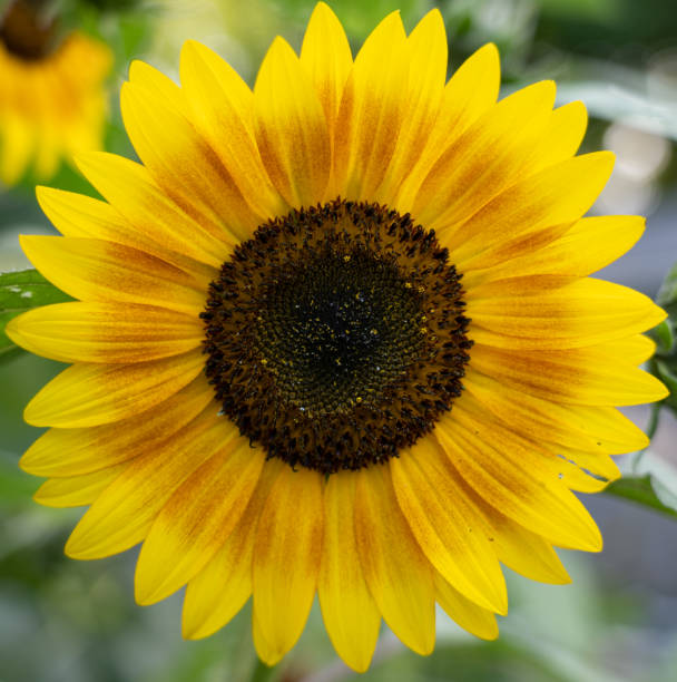 istock Yellow sunflower close-up 1171214390