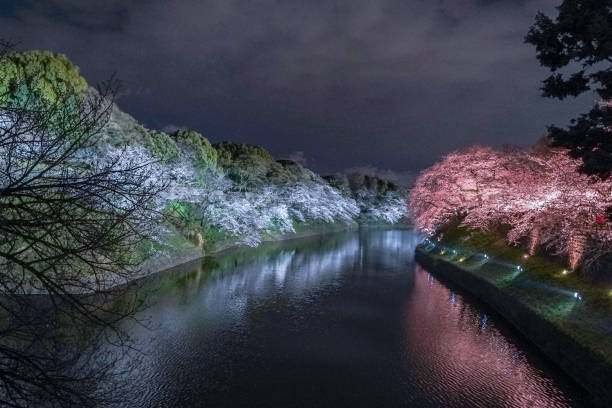 istock Cherry blossom on a river side in Tokyo 1171217406