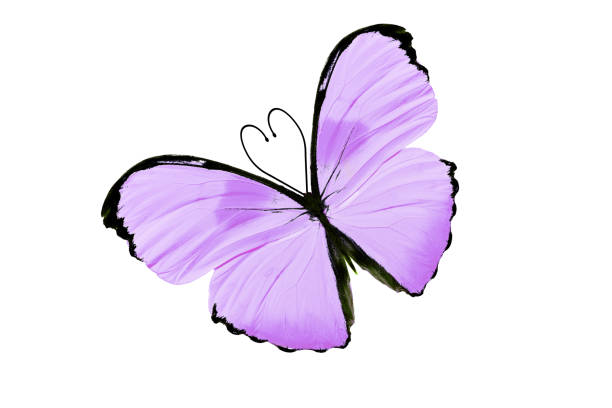 butterfly with heart shaped antennas. isolated on white background