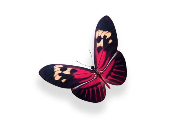 istock tropical red butterfly. isolated on white background 1171217575