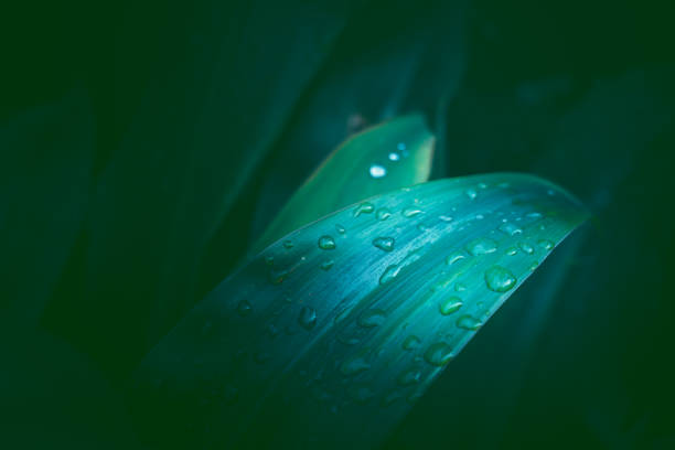 Green leaf with water drop; nature background