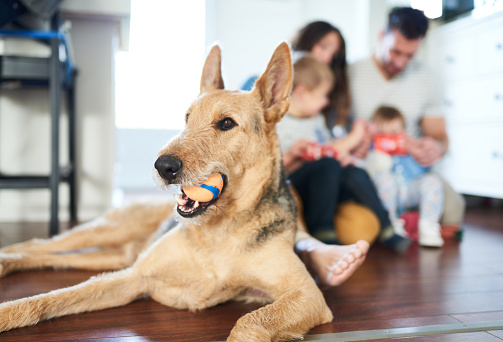Adorable, well-trained medium-sized canine animal lying indoors on house wood floor posing with toy, with millennial parents and children behind casually playing together