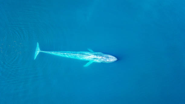 Blue whale Blue whale in the Sea of Cortez whale photos stock pictures, royalty-free photos & images