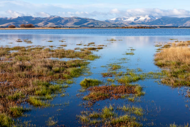 Lake Ellesmere Wetlands, New Zealand stock photo