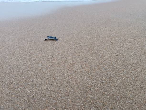 istock Clean beach sand with baby turtle crawling to open sea 1171222061