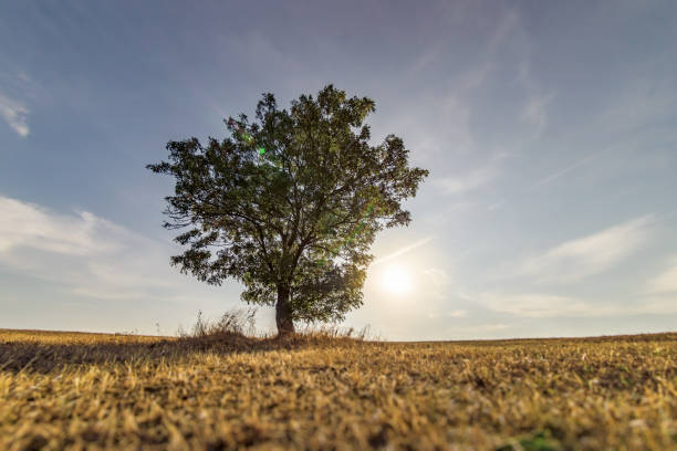 istock Minimalist Scenic view of a hill with single tree against sky 1171225734