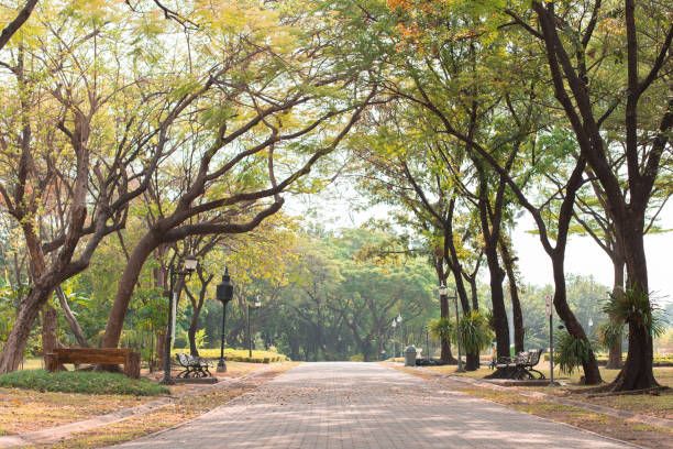 istock Road in the beautiful park background with sunlight 1171225758