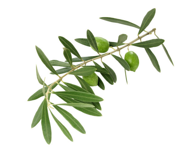 Green olive branch isolated on white background Green olives with leaves isolated on white background with clipping path olive tree cut out stock pictures, royalty-free photos & images