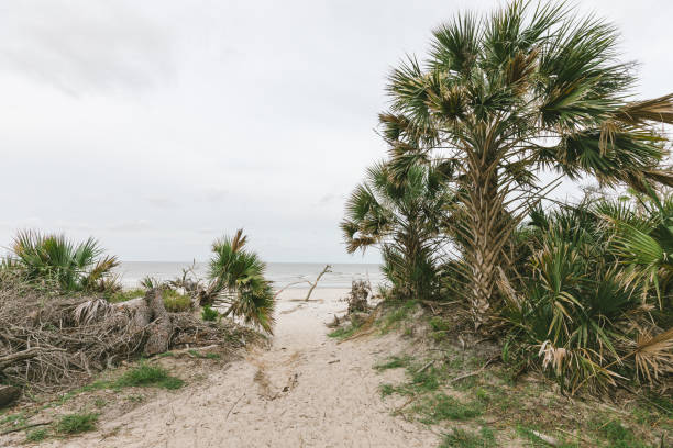 istock Hunting Island State Park 1171227539