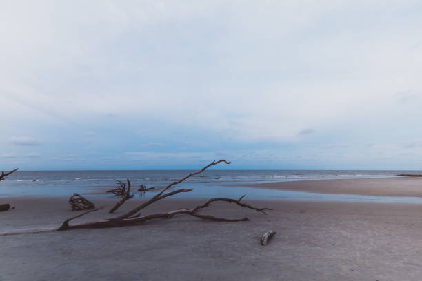 istock Driftwood on the beach 1171227540