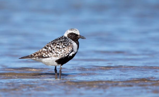 istock Black-bellied Plover Male in Breeding Plumage 1171227796