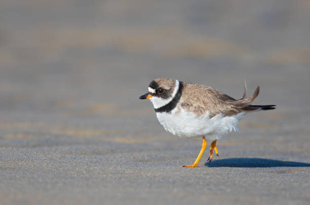 istock Semipalmated Plover in breeding plumage foraging on a sandy ocean beach 1171227803