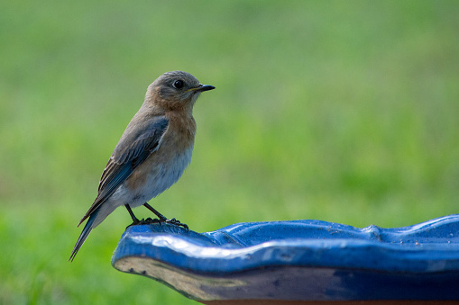 A female Bluebird quenches her thirst at the birdbath.