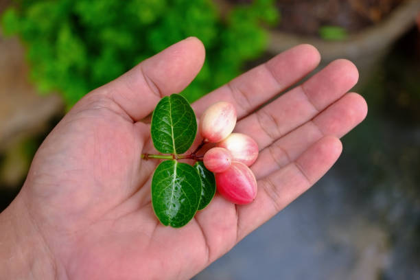 istock carunda in my hand 1171230493