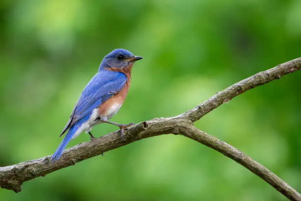 A vibrant male Eastern Bluebird pirches proudly on the branch of a tree.