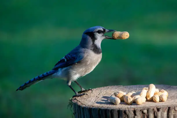 A bluejay snacking on a peanut on a sunny morning in spring.