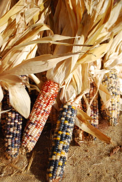 istock Arrangement of Indian Corn 1171234614