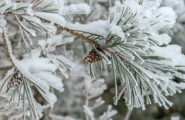 istock spruce branch with cones in the snow on a white background, winter, 1171235358