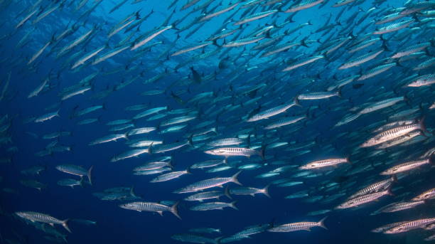 istock school of barracuda underwater 1171236130