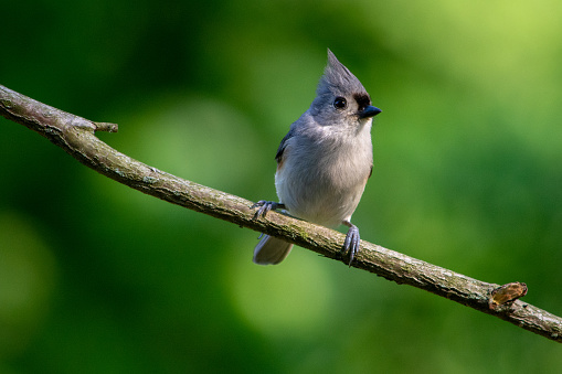 A Tufted-Titmouse perches proudly on a sunny morning in spring.