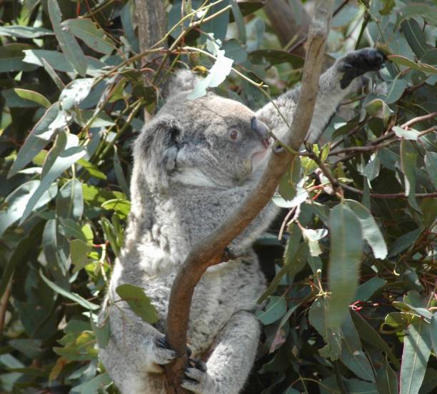 istock A koala in a tree reaching for some leaves. 1171237351