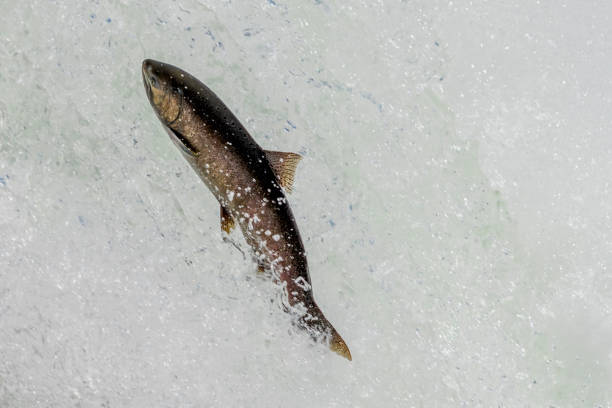 Close up of a California Chinook Salmon Jumping in a Waterfall