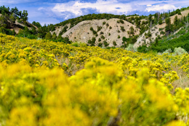 istock Yellow Rabbitbrush Flowers in Sage Meadow 1171238870
