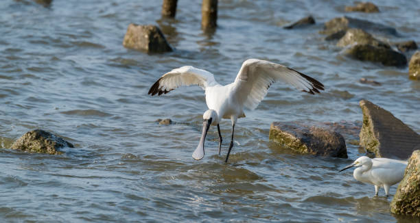 深セン中国の黒い顔のスプーンビル - black faced spoonbill ストックフォトと画像