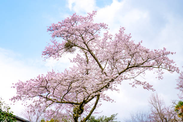 晴れた日に咲く桜の木に焦点を当て、すべての枝の自然曲線は、森の中の白い孤立した背景に青い雲の空に対してピンク色に変わります。 - clear sky sky sunny day isolated ストックフォトと画像