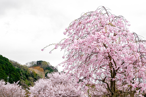 sakura tree cherry blossoms full  blooming  colorful in forest,the tree in front of green mountain range on white isolated sky background,sakura flower turn to pink color the branch get off, in Japan.