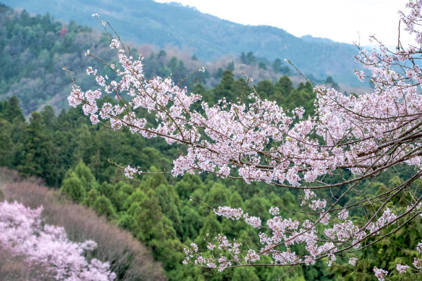 istock Sakura cherry blossoms branches in green forest, close up sakura branches in front of pine trees mountain white sky background in forest,Japan . 1171243652