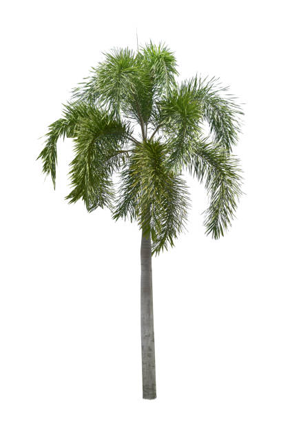 istock Betel palm tree isolated on white background. 1171245824