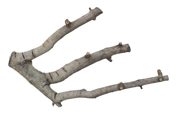 istock Dry branch Isolated on white background. Object with clipping path 1171246105