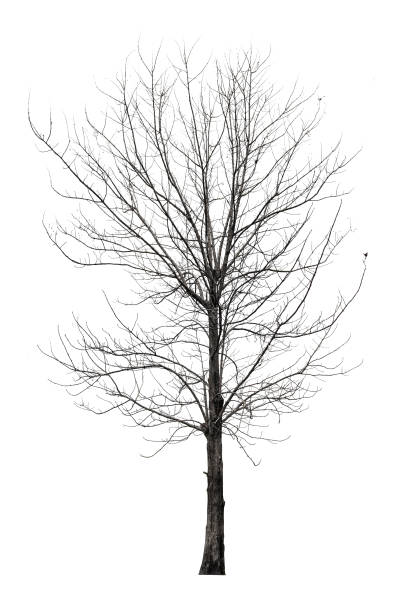 Tree without leaves isolated on white background with clipping path Tree without leaves isolated on white background with clipping path knurl stock pictures, royalty-free photos & images