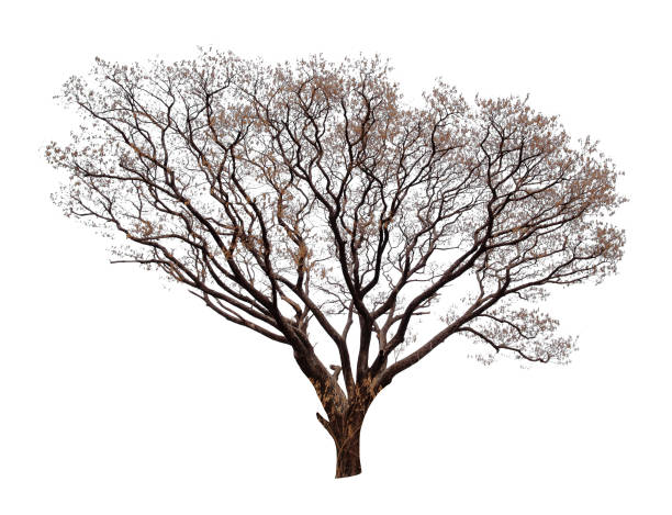 Tree without leaves isolated on white background with clipping path Tree without leaves isolated on white background with clipping path knurl stock pictures, royalty-free photos & images