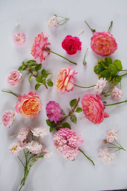 istock Beautiful rose flower background. 1171247242